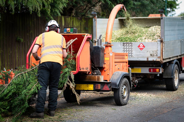 How Our Tree Care Process Works  in  Las Vegas, NM